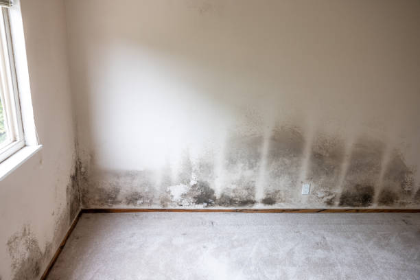 Forensic Mold Investigation in Rosepine, LA