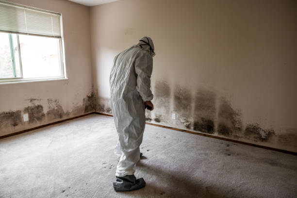 Trusted Rosepine, LA Mold Removal Experts